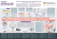 WA10021-Roles_for_MSCs_as_Medicinal_Signaling_Cells_page-0001.jpg