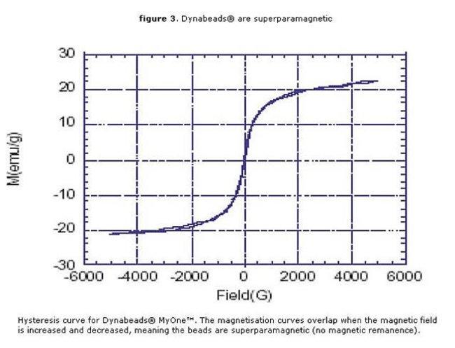 Dynabeads MyOne MagneticField.jpg