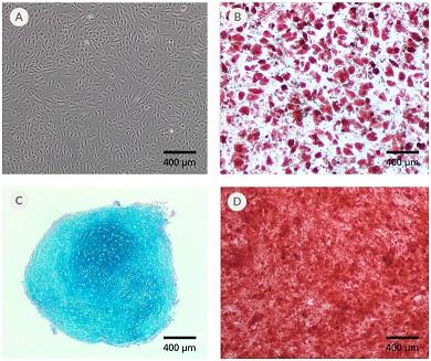 MesenCultACFPlus_diff_data[1].jpg