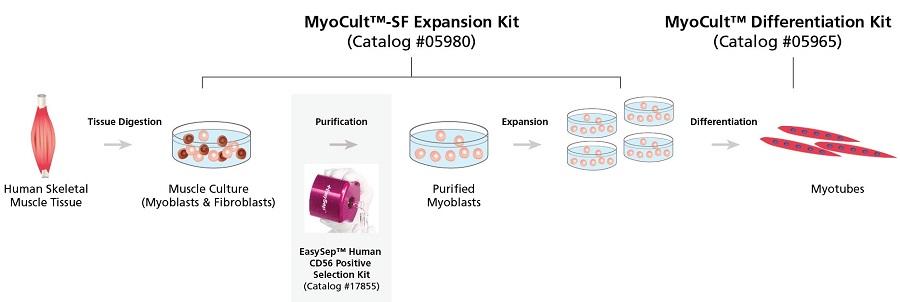 MyoCult_workflow.jpg