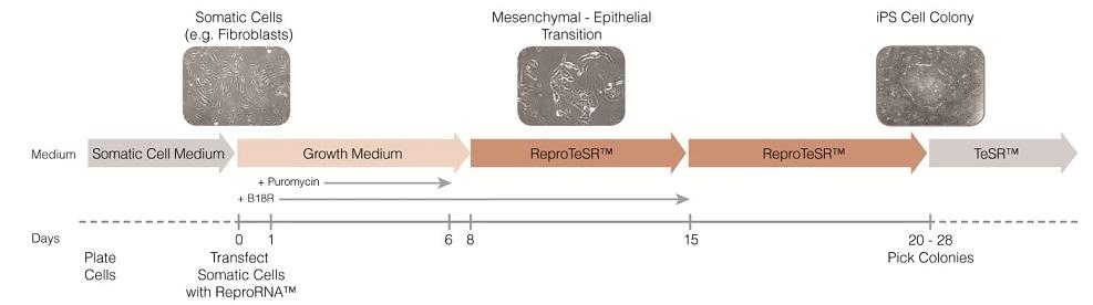 ReproRNA_scheme[1].jpg