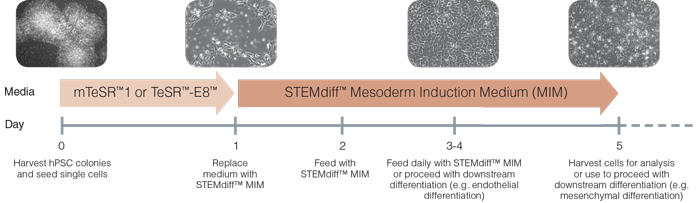 STEMdiffMIM_timeline[1].jpg