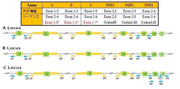 SeCore%20SBT%20Software%20Analysis%20Example.jpg