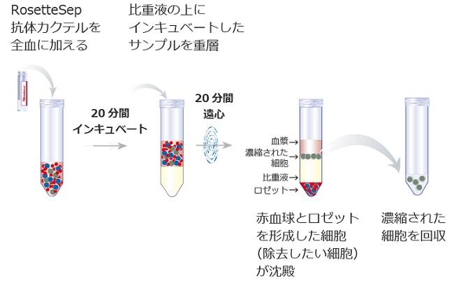 0347_RosetteSep_protocol.jpg