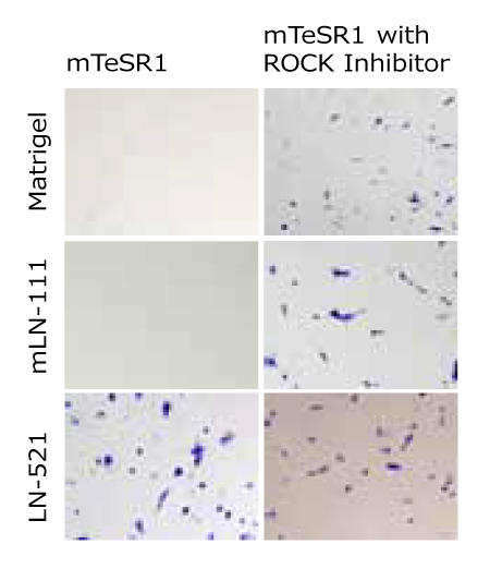 0623_01_Laminin-521_ROCKi.jpg