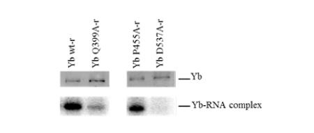 0987_UV-Crosslink_IP_Fig1.jpg