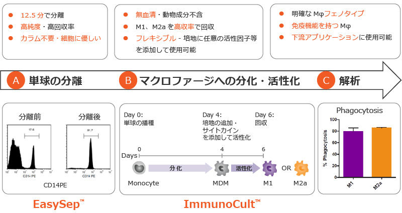 0988_01_Macrophage_overview.jpg