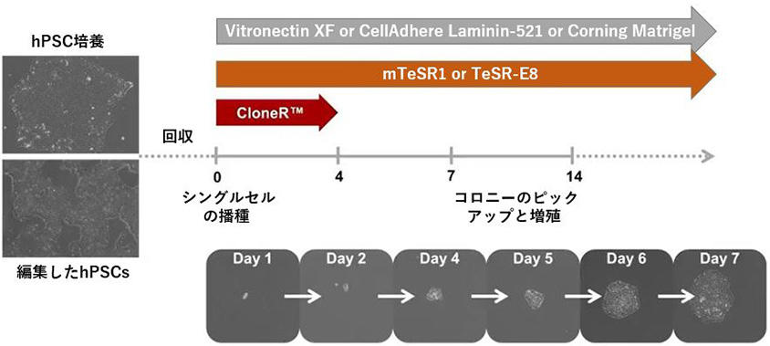 1031_Fig03_simple_workflow_of_cloneR.JPG