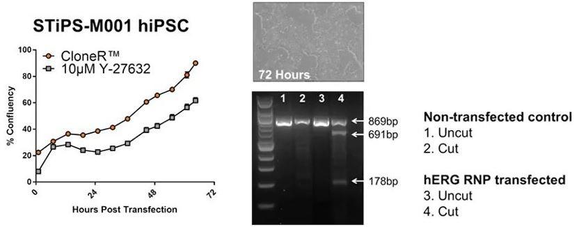 1031_Fig04_TeSR_CloneR_Genome_editing_Fig1.jpg