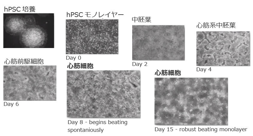 1076_STEMdiff_cardiomyocyte_differentiation.jpg