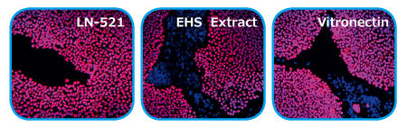 1093_Laminin-521_Fig5.jpg