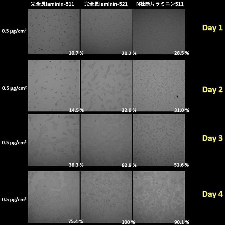 1110_Fig4_Laminin_Comparison.jpg