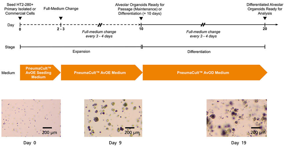 Av-organoid-fig1.jpg