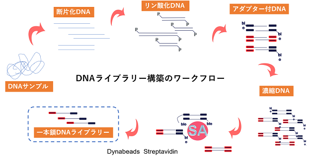 Dynabeads Streptavidin_rev.png