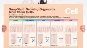 GI_organoid_poster.jpg