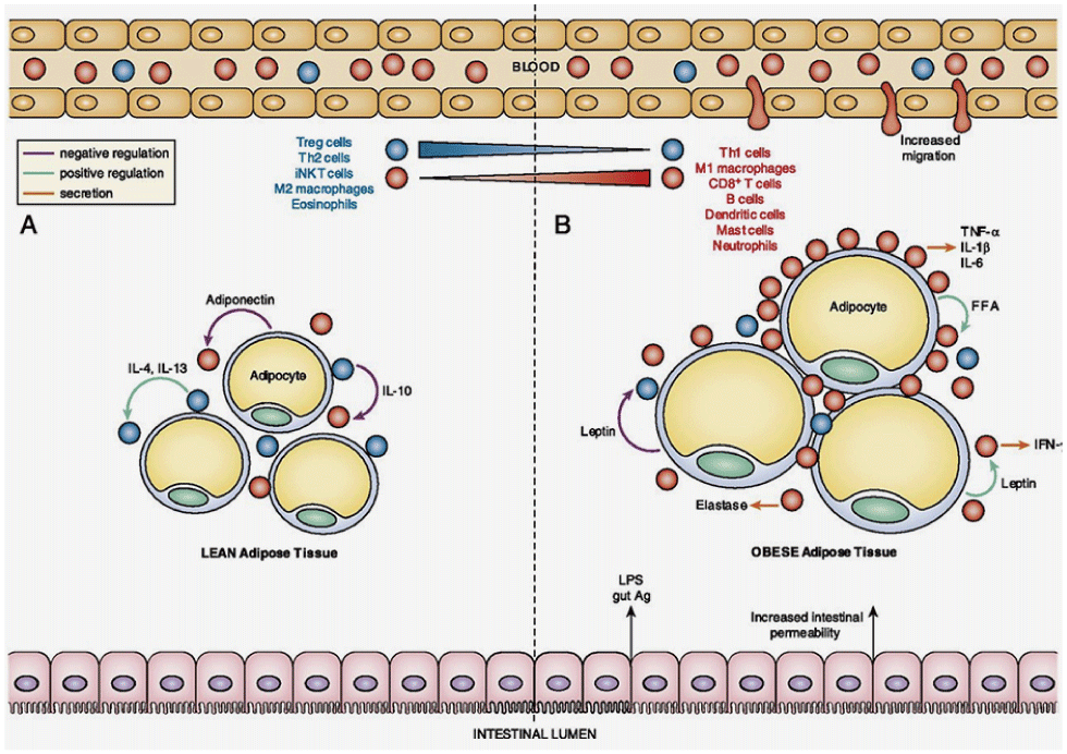 Immune-metabolism.png