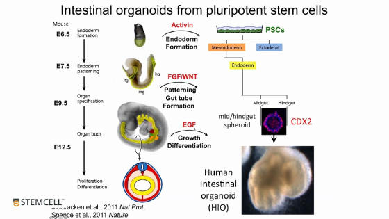 ModelingHumanGastrointestinalDevelopmentandDiseaseUsingPluripotentStemCells.jpg