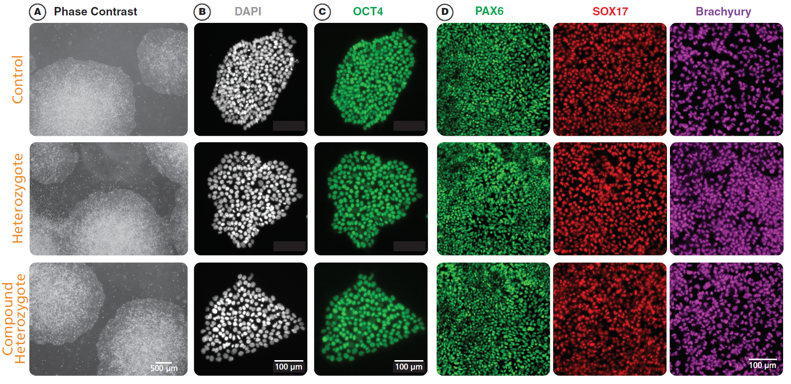 Organoid3.png