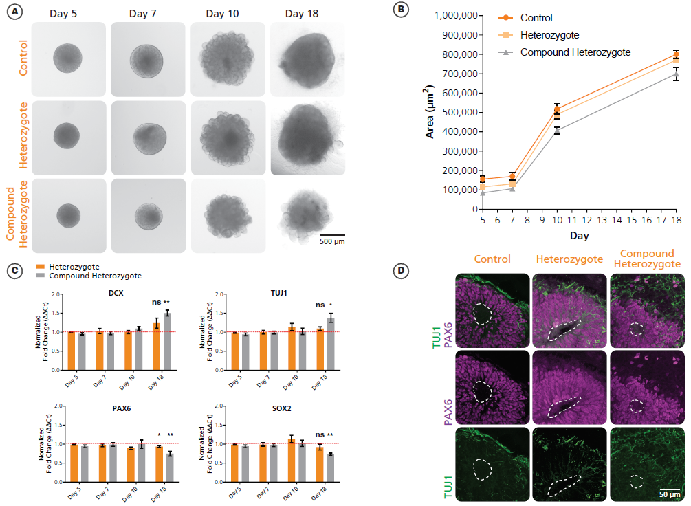 Organoid5.png