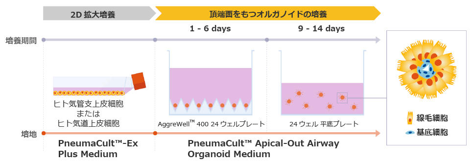 PneumaCult-AOAO-fig3-2.jpg