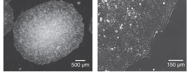 ST-85850_morphology.jpg