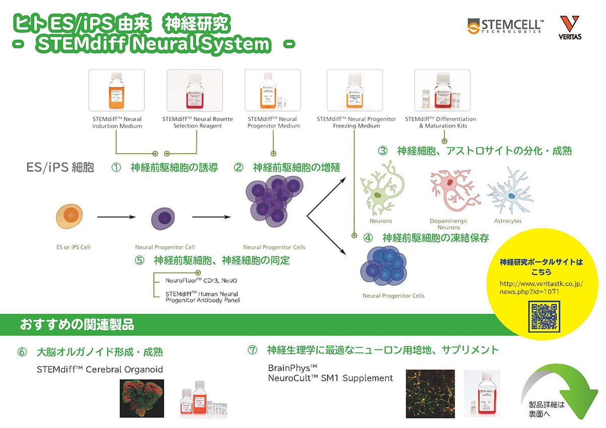 STEMdiffNeuralSystem.jpg