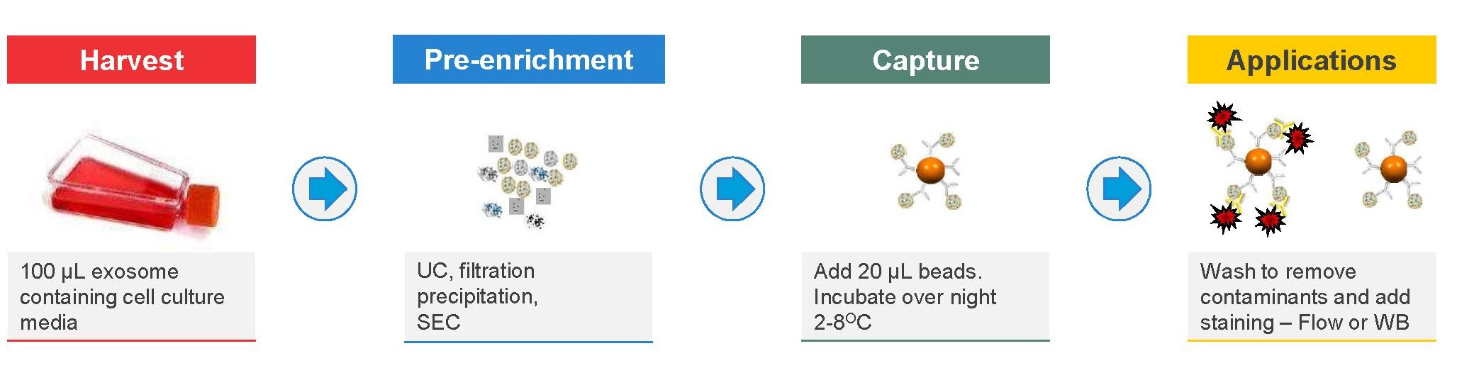 Dynabeads Exosome Workflow 1.jpg