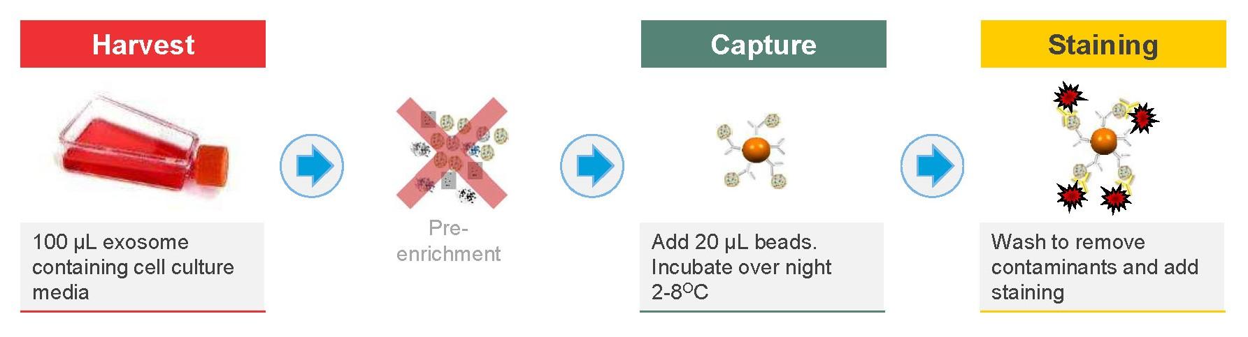 Dynabeads Exosome Workflow 2.jpg