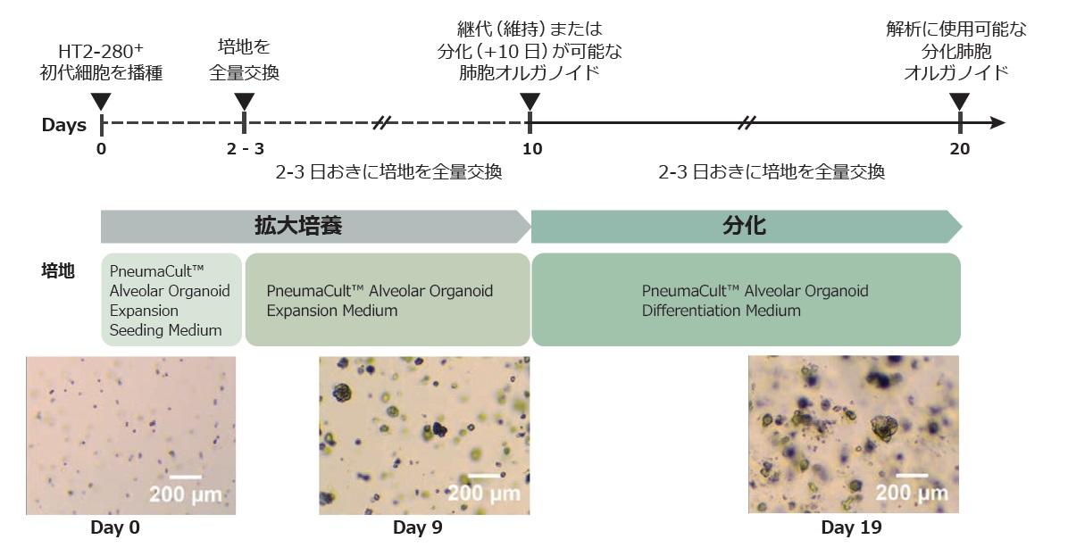 alveo_organoid_flow.jpg