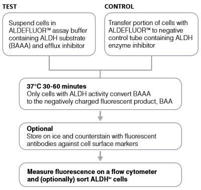 ALDEFLUORアッセイ手順とALDHbr細胞の検出01.jpg