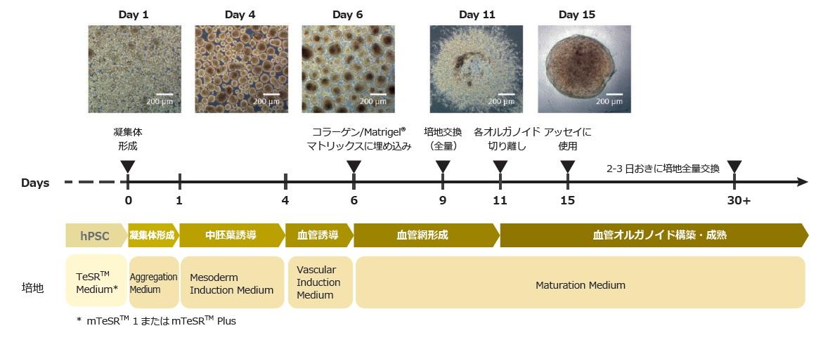 bv_organoid_flow.jpg