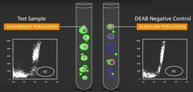 ALDEFLUORアッセイ手順とALDHbr細胞の検出02.jpg