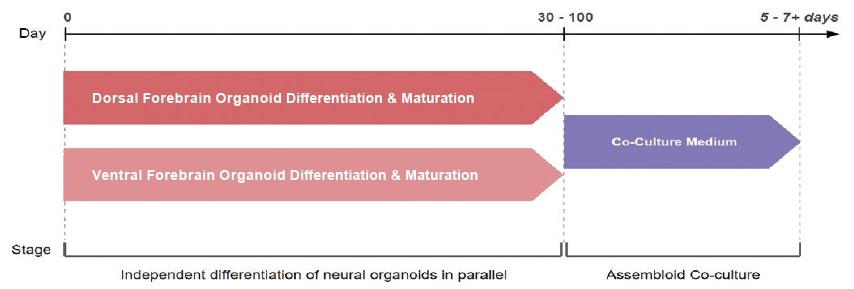 forebrain_assemb.jpg