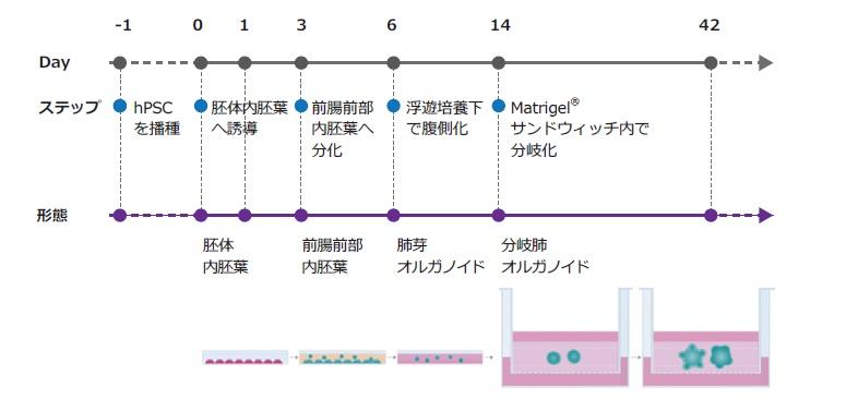 lung_organoid_flow.jpg