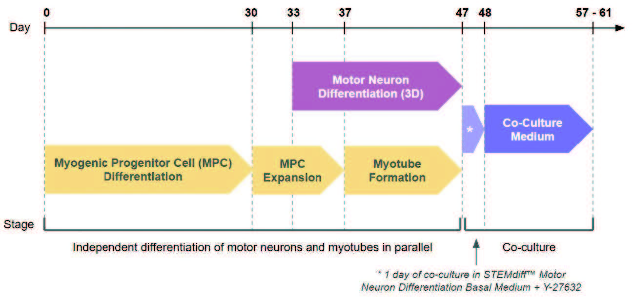 motor_myo.jpg