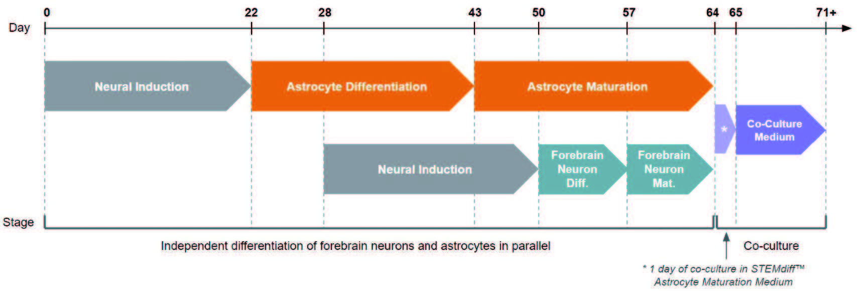 neuro_astro_cocul.jpg