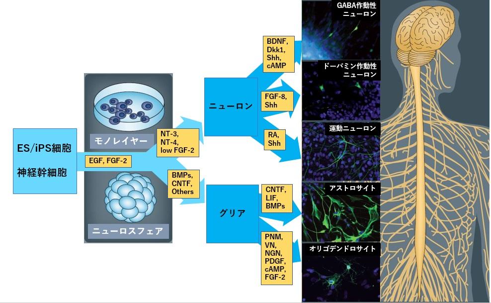 neuro_differentiation.jpg