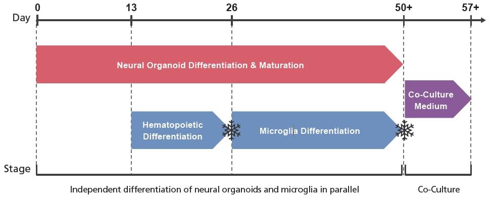 neuro_micro_3Dcocul.jpg