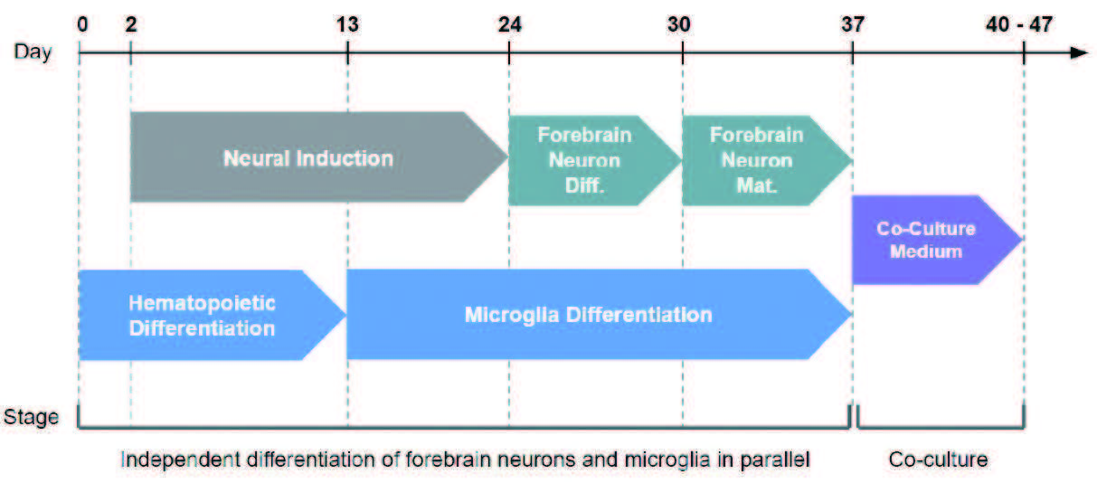 neuro_micro_cocul.jpg