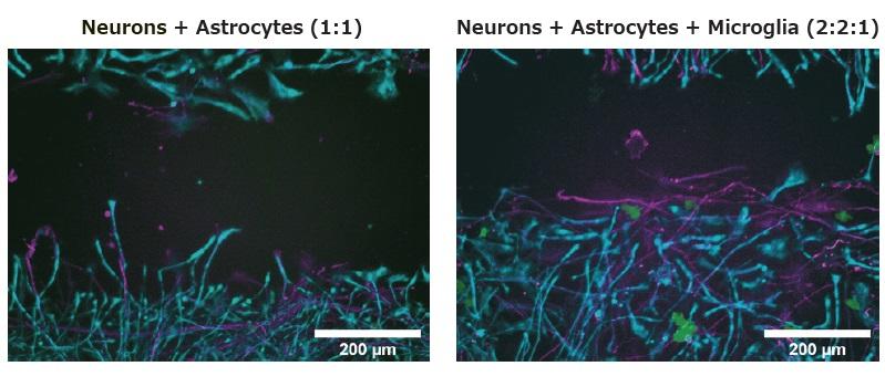 neuro_tricul_poster.jpg