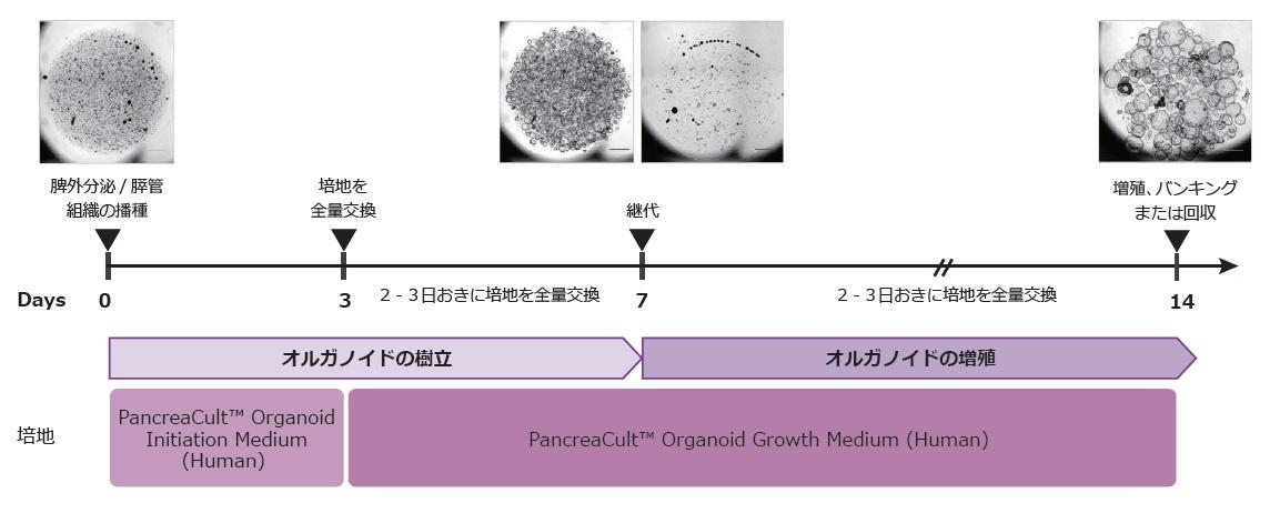 pancrea_organoid_flow.jpg