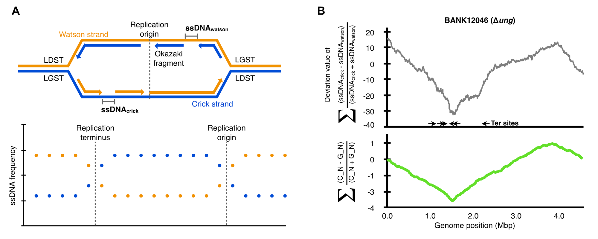 ssDNA.png