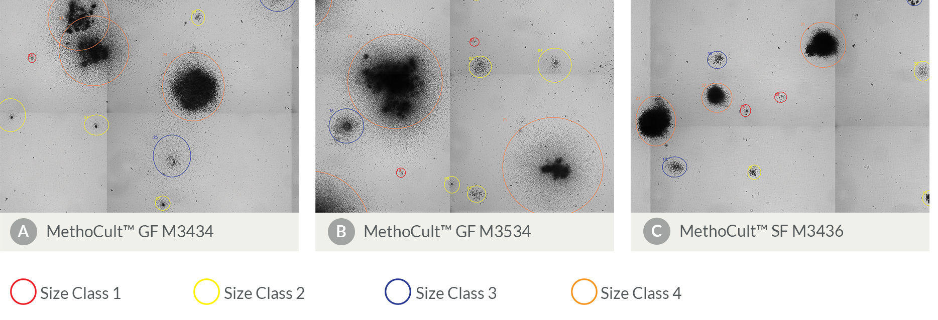 stemvision-data2-v2.jpg