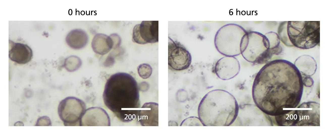 swelling_assay.jpg